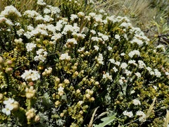 Pimelea traversii traversii