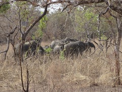 Loxodonta