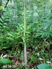 Amorphophallus hewittii