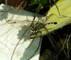 Orthetrum sabina