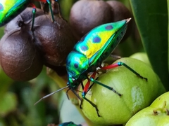 Calliphara excellens