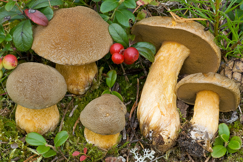 Suillus variegatus (Sw.) Richon & Roze