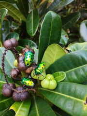 Calliphara excellens