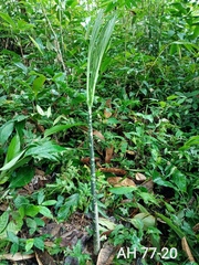 Amorphophallus hewittii