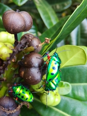 Calliphara excellens