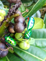 Calliphara excellens