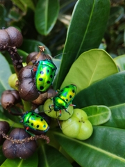 Calliphara excellens