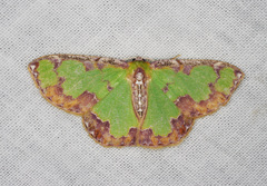 Eucyclodes buprestaria