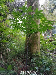 Amorphophallus hewittii