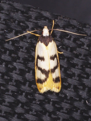 Eulechria sigmophora