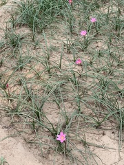 Zephyranthes carinata
