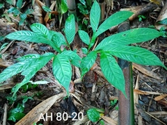 Amorphophallus hewittii