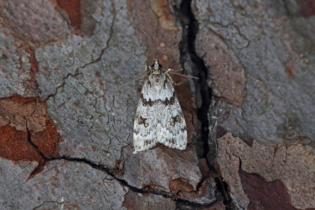 Northern Grey