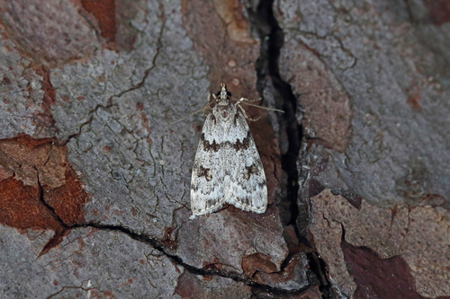 Northern Grey