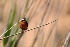 Phoenicurus moussieri