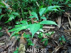 Amorphophallus hewittii