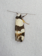 Zonopetala decisana