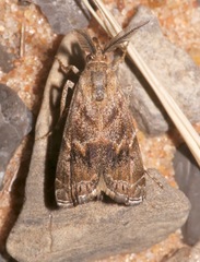 Prionapteryx indentella