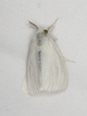 Euproctis melanosoma
