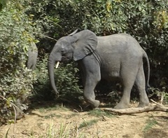 Loxodonta