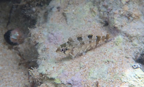 Southern kelpfish (Chironemus georgianus) — Chironemidae — 4