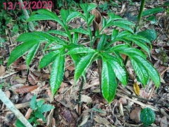 Amorphophallus hewittii