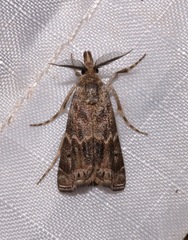 Prionapteryx indentella