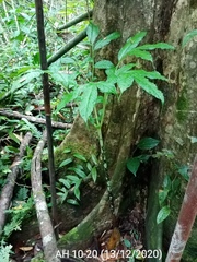 Amorphophallus hewittii