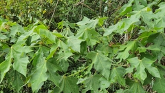 Brachychiton discolor