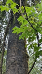 Brachychiton discolor