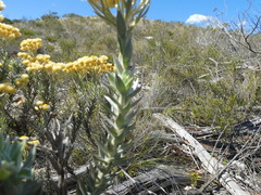 Achyranthemum mucronatum