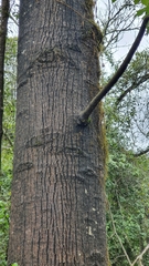 Brachychiton discolor