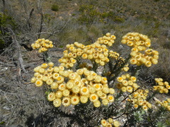 Achyranthemum mucronatum