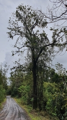 Brachychiton discolor