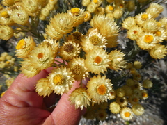 Achyranthemum mucronatum