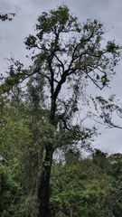 Brachychiton discolor