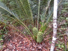 Macrozamia douglasii