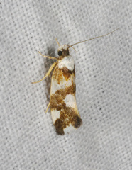 Eulechria thermochroa