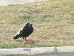 Corvus frugilegus