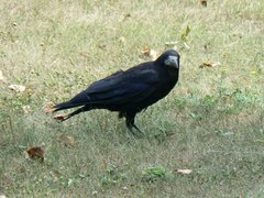 Corvus frugilegus