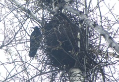 Corvus frugilegus