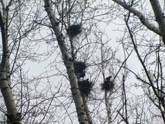 Corvus frugilegus