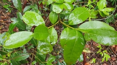 Elaeodendron australe australe