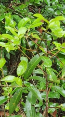 Elaeodendron australe australe