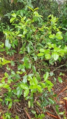 Elaeodendron australe australe