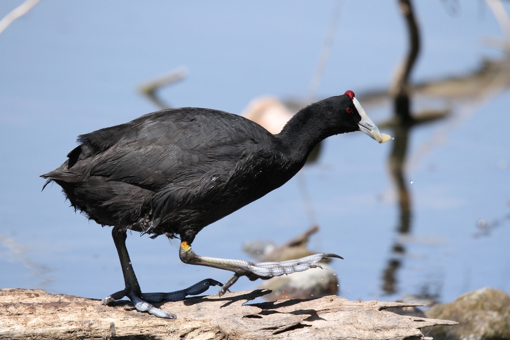 Red-knobbed Coot