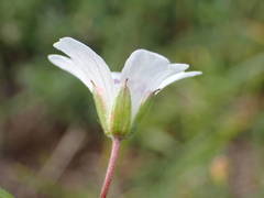 Geranium rivulare