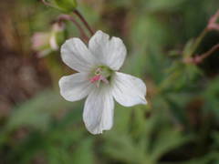 Geranium rivulare