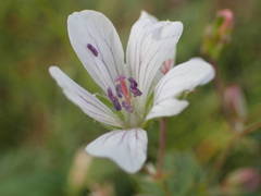 Geranium rivulare