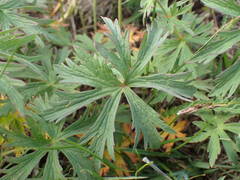Geranium rivulare
